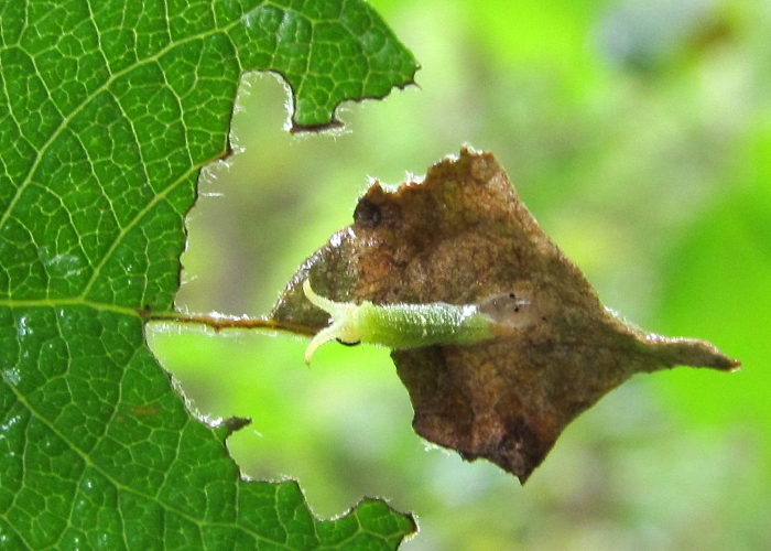 Apatura iris larva