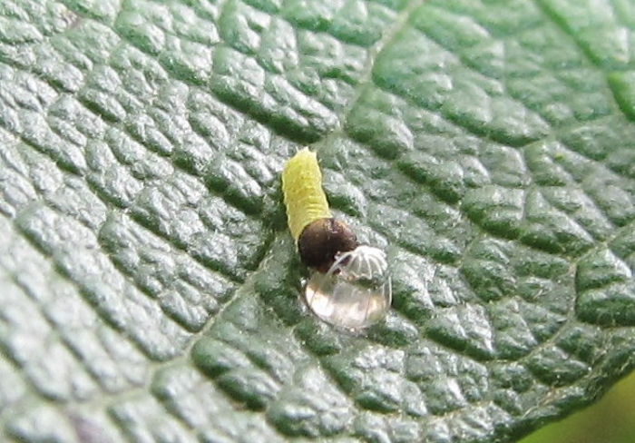 Apatura iris larva